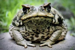 You are among toads
